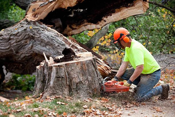 How Our Tree Care Process Works  in  Center Point, TX